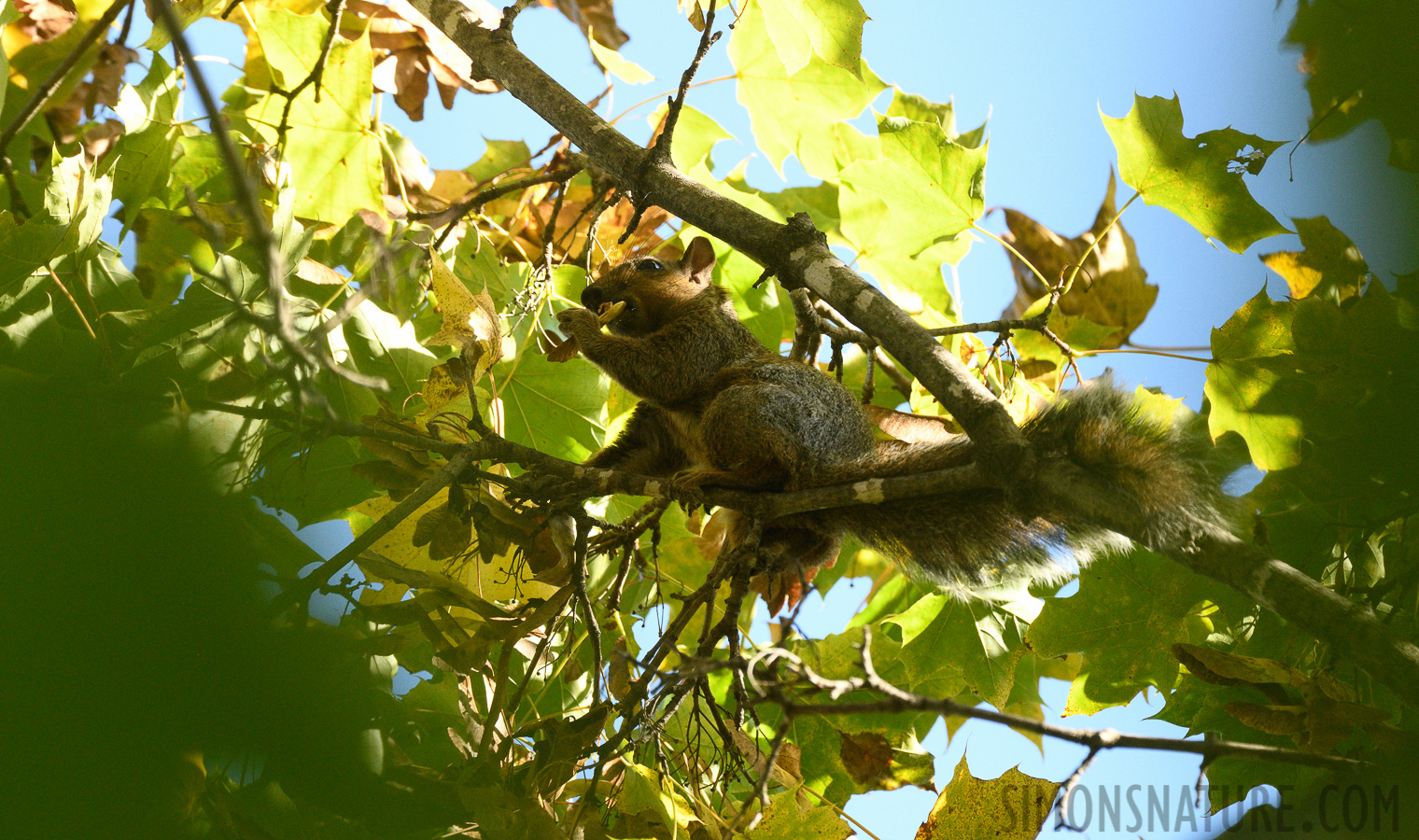 Sciurus carolinensis [400 mm, 1/500 sec at f / 8.0, ISO 1600]